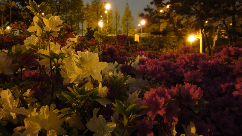 [DSC-WX1] 044.jpg
